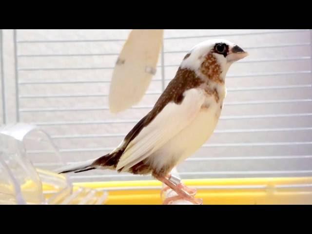 Society Finch singing (male)