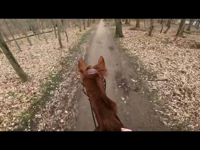 EX-RACEHORSE GOES NUTS | helmet cam