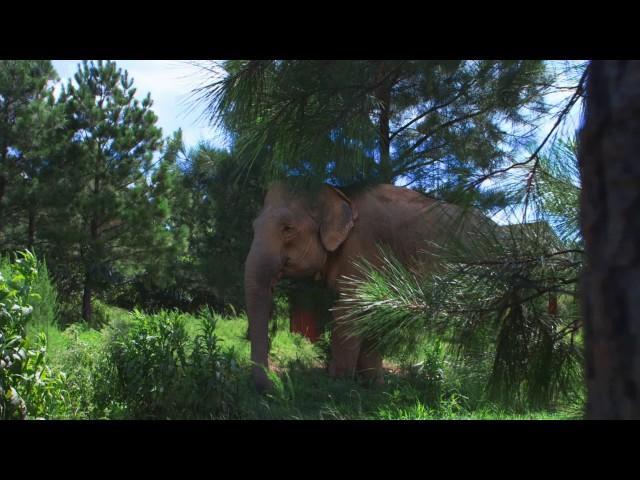 Home & Herd | The Elephant Sanctuary in Tennessee