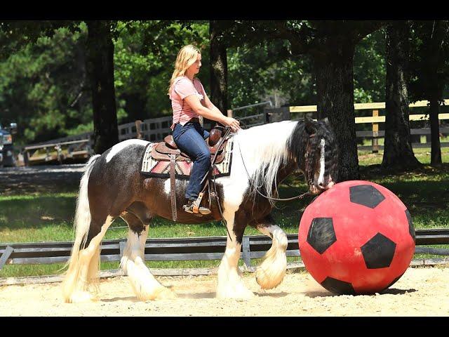 Stache- Experienced Gypsy Vanner Versatile and Gentle for Everyone!