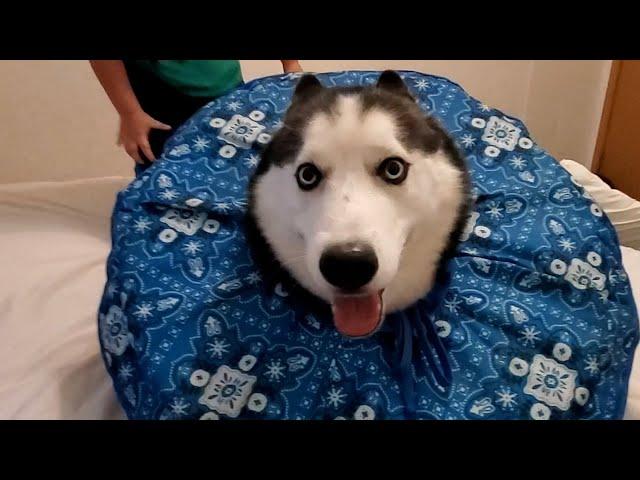 FUNNIEST Huskies  | BEST Compilation of Dogs