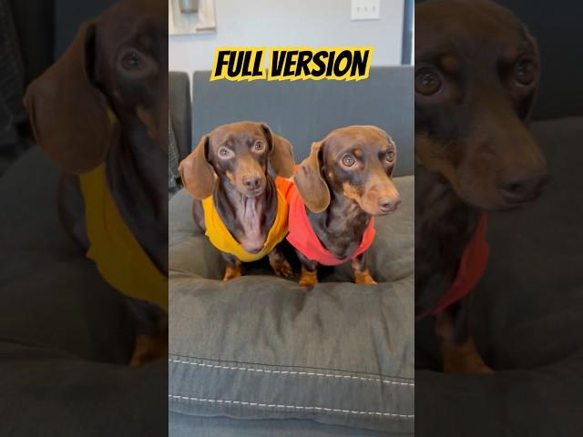 FULL VERSION: Dancing DACHSHUNDS Deadpool Rap #minidachshund #dog #deadpool #funny #dachshund #cute