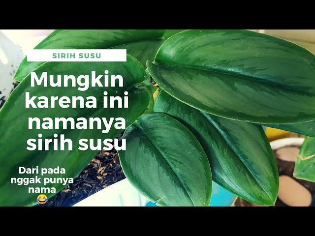 Sirih Susu Tanaman yang Unik | Banyak yang Cari Tapi Tidak Banyak yang Jual