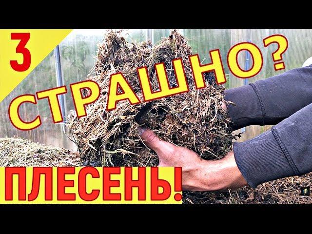 ПЛЕСЕНЬ В МУЛЬЧЕ! ГОРЯЧАЯ ТРАВА - АКТИВНАЯ МУЛЬЧА