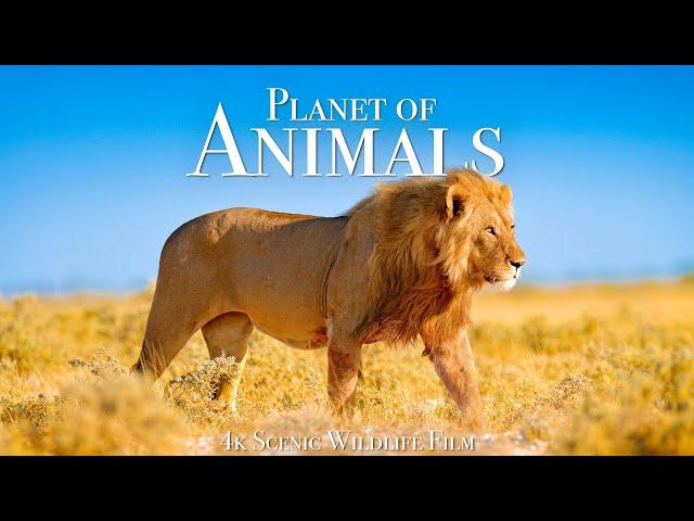 Animal Planet 4K - Scenic Wildlife Film With Inspiring Music