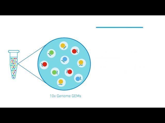 How it Works | Chromium Genome & Exome Solutions