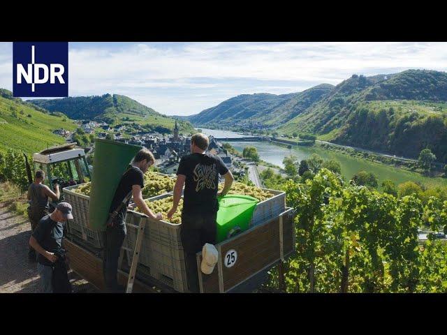 Weinanbau: Alltag einer jungen Winzer-Familie | 7 Tage | NDR Doku