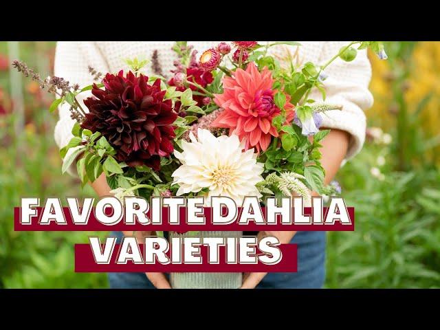 Favorite Dahlia Varieties to Grow For Cut Flowers! A Tour of Our Dahlia Garden