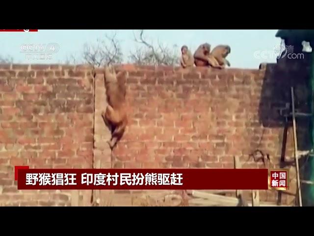 [中国新闻]野猴猖狂 印度村民扮熊驱赶| CCTV中文国际