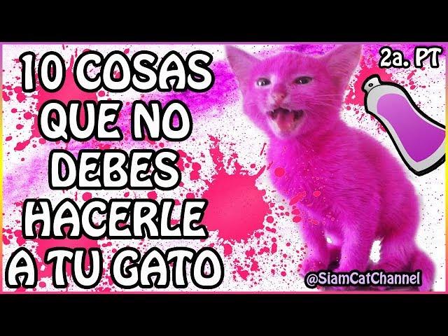 10 Cosas Que No Debes Hacerle a Tu Gato 2a. Parte - SiamCatChannel