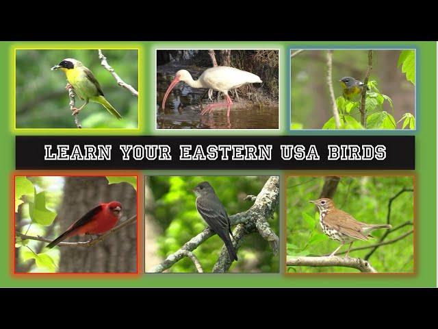 Identify 84 Eastern USA Birds. Beginner Level!  Intermediate level bird id video below!