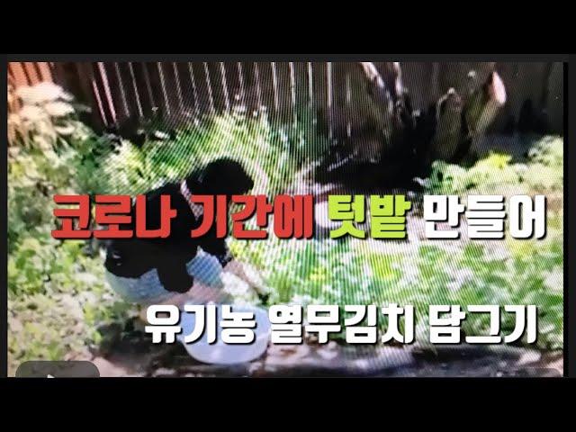 [텃밭 유기농 채소] 코로나 기간에 유기농 열무김치 담그기...