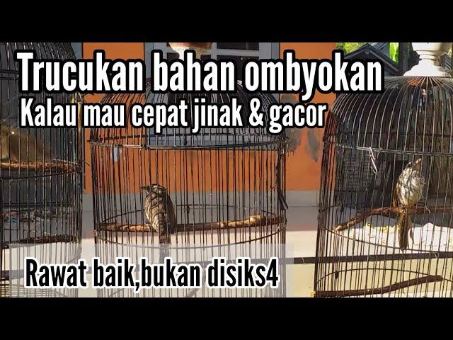 Penjinakan Trucukan ombyokan dua sekaligus,,