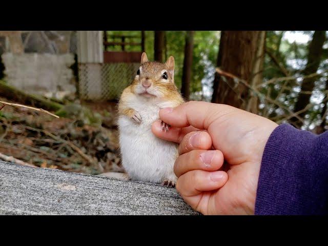 Wild chipmunk Wally, who gave me the most trust and bonding.