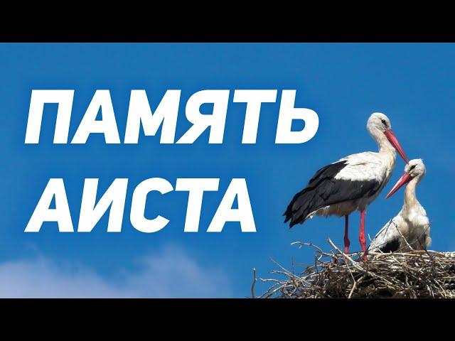 ПАМЯТЬ АИСТА // Библейский урок ОТСТУПНИКАМ