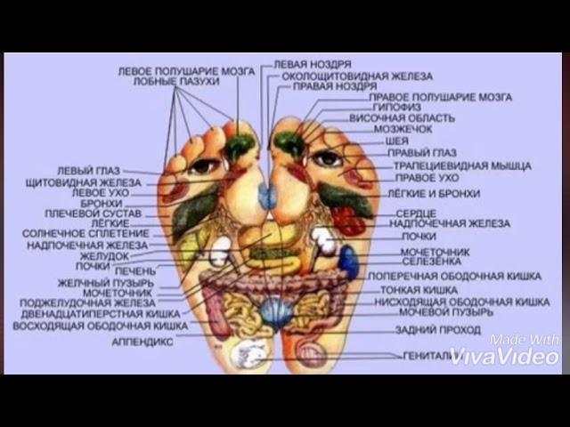 Лечение заболеваний   Как располагаются органы человека на его стопах