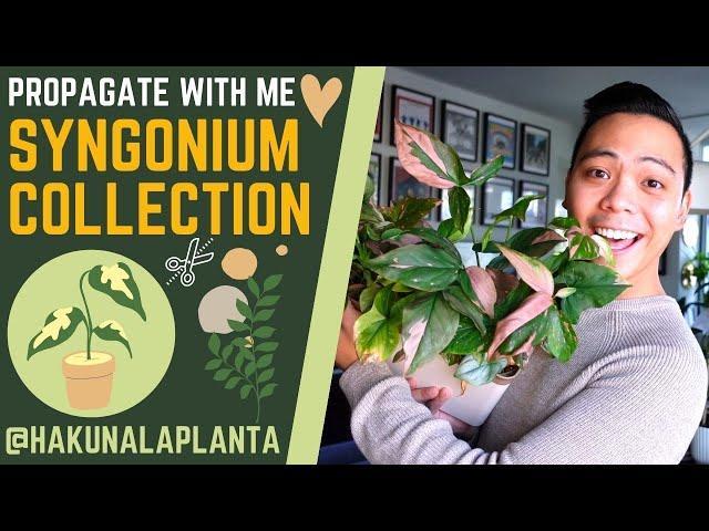 Propagating My Syngoniums  - Aurea, Albo, Mojito, Pink Splash, Wendlandii | PROPAGATE WITH ME 