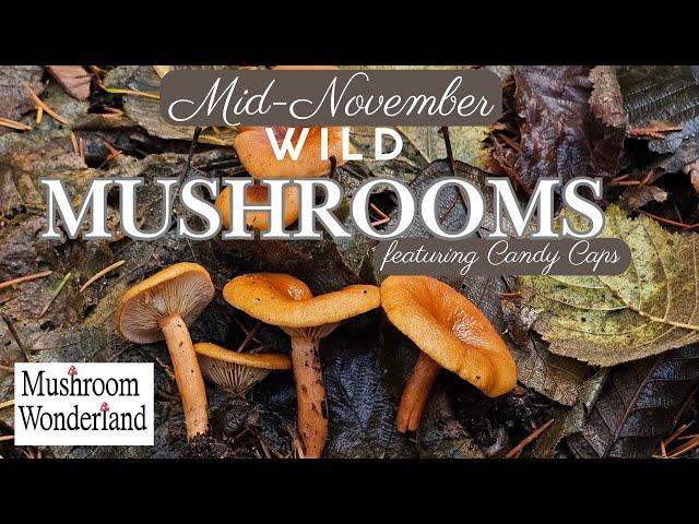 Wild Mushrooms Mid November- Featuring Candy Caps!