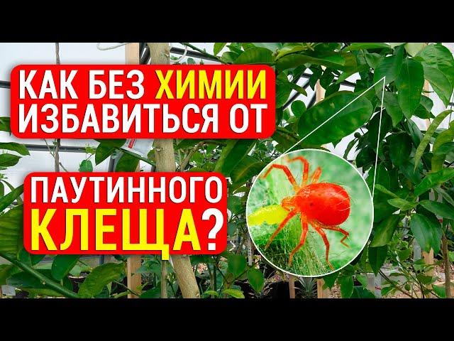 Паутинный клещ: 2 способа избавления от клеща без химии! Как избежать повторного заражения?