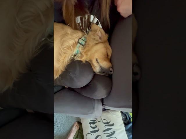 HOW CAN HE SLEEP LIKE THIS? #dog #golden #funny #entertainment #jokes #laugh #fun #doggo #reaction