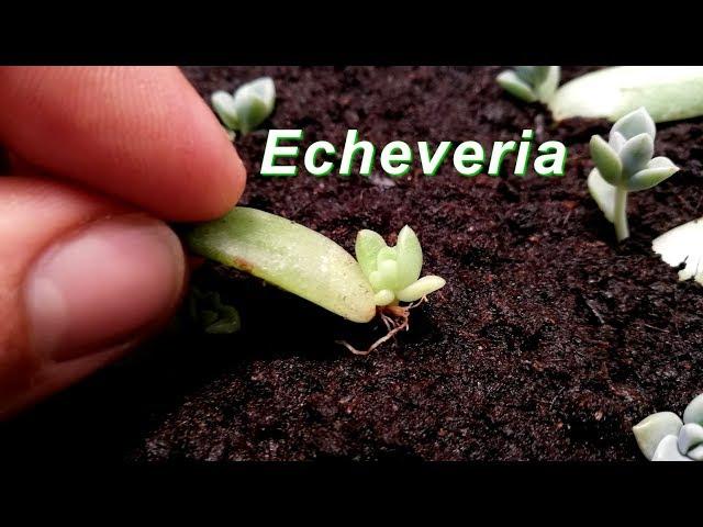 How to Grow Echeveria & Succulent from leaf