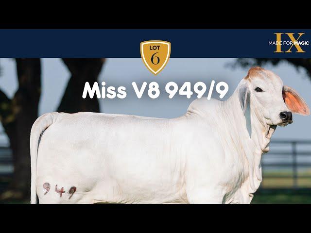 Miss V8 949/9 Brahman Heifer from Made for Magic IX Online Sale