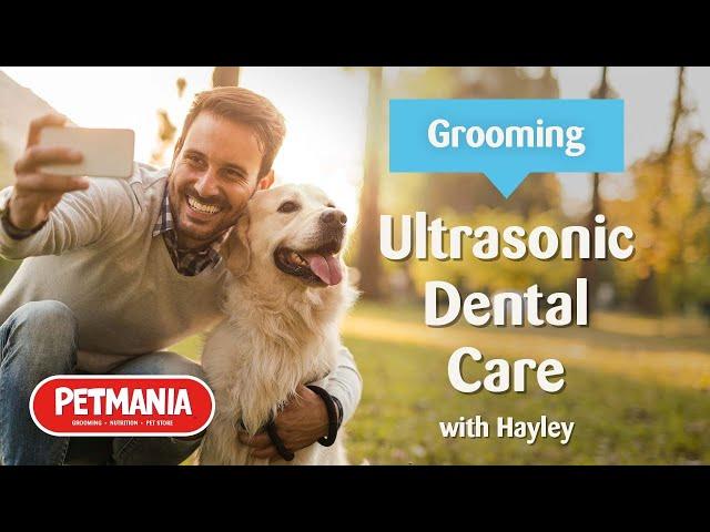 Ultrasonic Tooth Brushing at Petmania Grooming Studios with Hayley Ryan