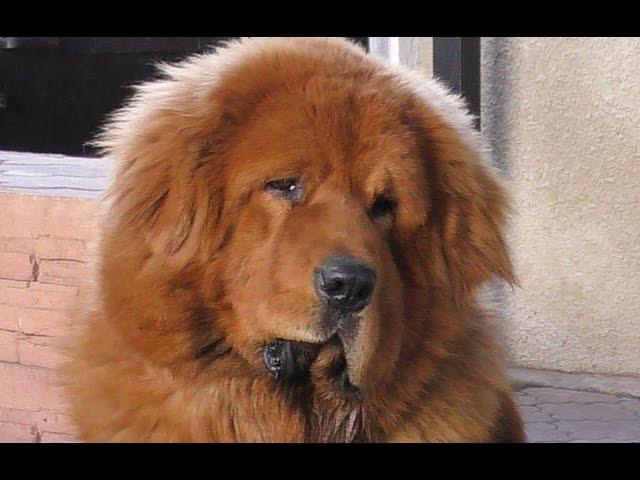 Тибетский Мастиф Галсан 1 год. Tibetan Mastiff 1 year.तिब्बती मास्टिफ। Одесса.