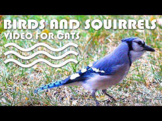 VIDEO FOR CATS TO WATCH - Birds and Squirrels! CAT & DOG TV.