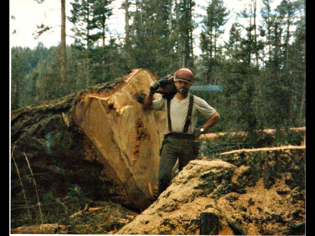 Logging in the 80s  in the Blue Mountains of Oregon