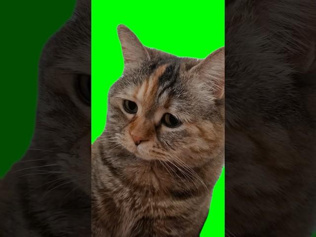 Green Screen Sad Meowing Cat Meme