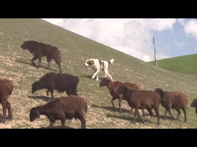 Таджикский саги дахмарда встречает соперника.