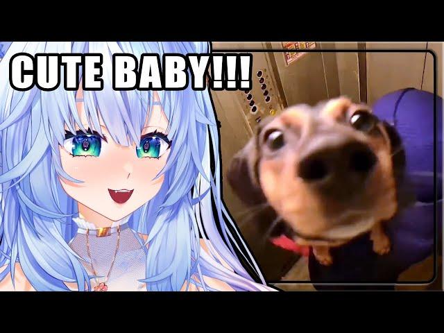 SUCH PRECIOUS DOGGO, MUCH WOW!!|  Mifuyu Reacts to UNUSUAL MEMES COMPILATION V299