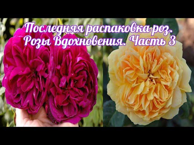 Последняя распаковка роз. Розы Вдохновения. Часть 3