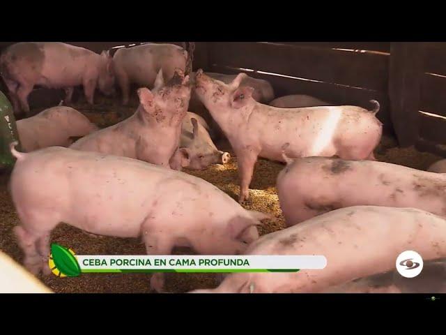 Ceba porcina en cama profunda, sistema para mejorar la productividad y rentabilidad- La Finca de Hoy