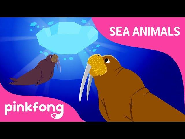 Kum ba hey, Walrus | Sea Animals Songs | Animal Songs | Pinkfong Songs for Children