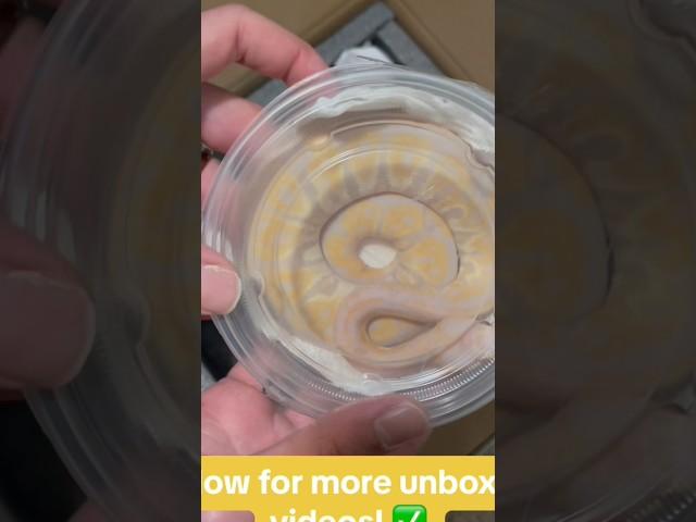 The Most beautiful snake! Morph market unboxing video #morphmarket #animals #snakes #rare #unboxing