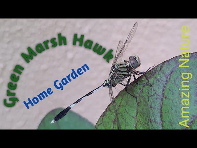 Green Marsh Hawk | dragonfly  | Beauty of Nature | Tushar Tripathi Vlog  |