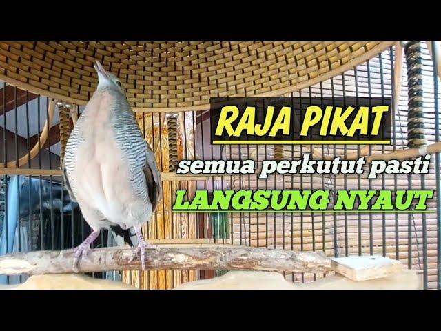 perkutut lokal gacor RAJA PIKAT ini ahlinya bikin burung perkutut gacor nyaut seketika