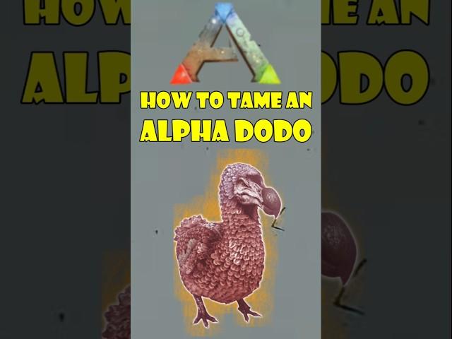 alpha dodo 