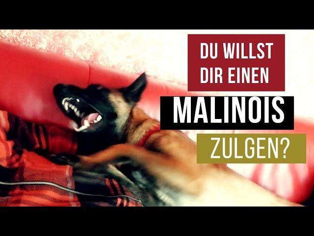 Du willst Dir einen Malinois zulegen?