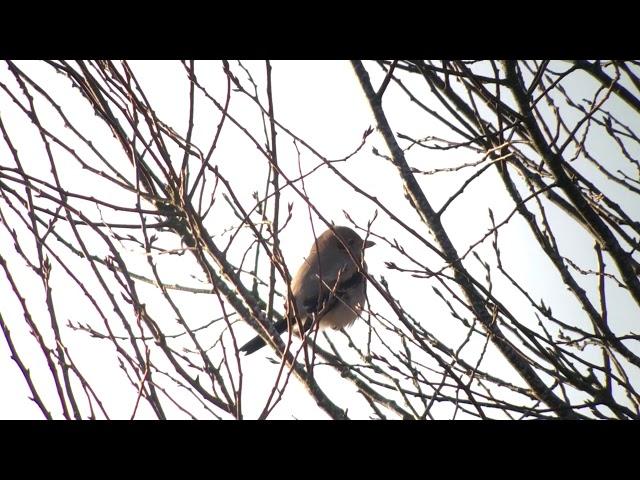 Lanius borealis sibiricus