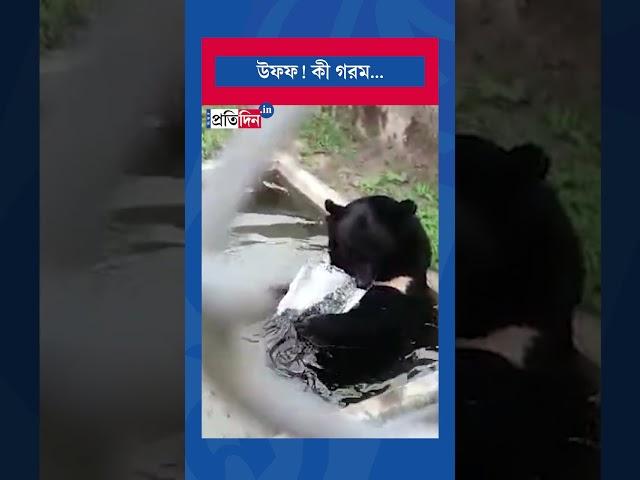 Bear cools himself with chunks of ice the scorching heat । Sangbad Pratidin