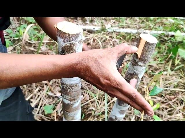 Cara termudah top working durian pohon besar pasti berhasil