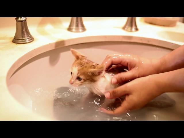 First bath for foster kittens