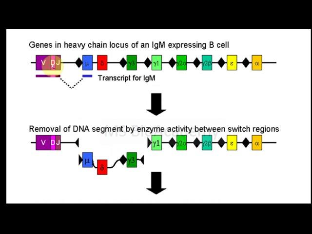 (Hindi Explanation)Antibody Class/Isotype Switching(CSR) # Class Switching Recombination