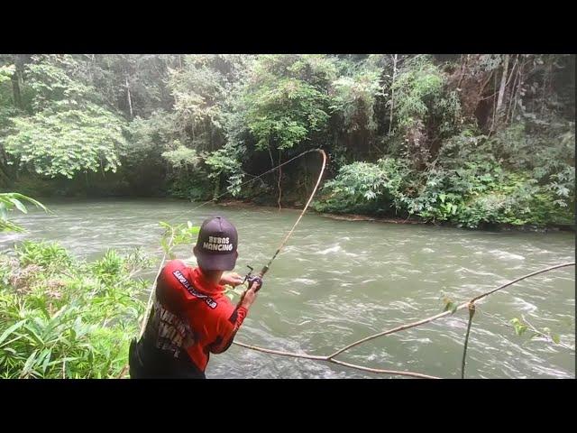 Berburu ikan sultan di sungai tengah hutan Kalimantan