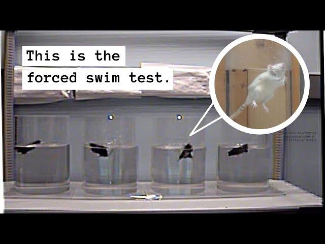 Panic, Terror, and Near Drowning: The Forced Swim Test