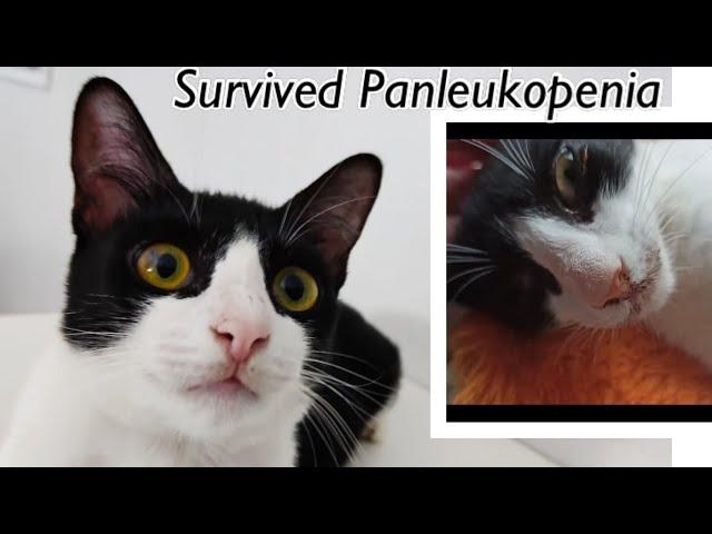 Survived Panleukopenia. Poor Kitten  Found With Wound, No One Cares. Episode3