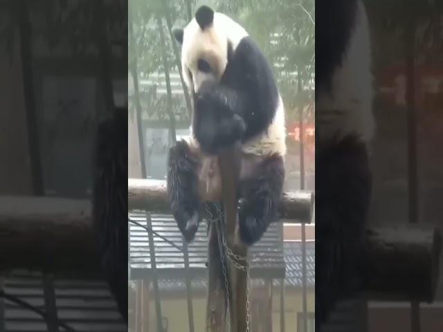 Pandas also know how to be sad.